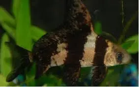 Cá Hổ Trường Giang (Lớn)