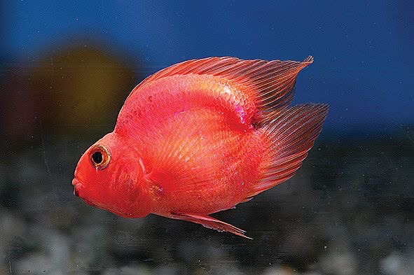 Cá Két Siêu Đỏ (Nhỏ)