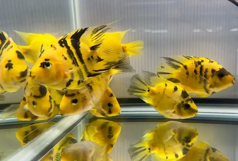 Cá Két Tiger (Nhỏ)