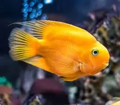 Cá Két Vàng (Vừa)