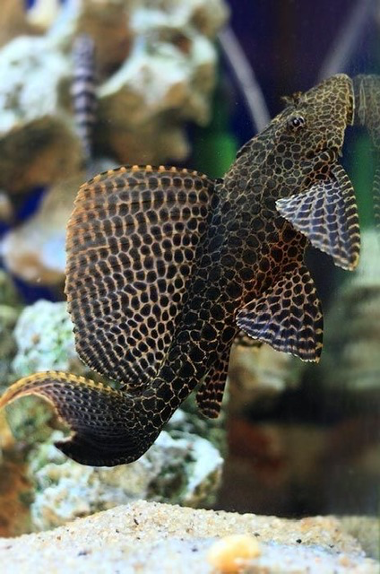 Cá Lau Kính Beo (Nhỏ)