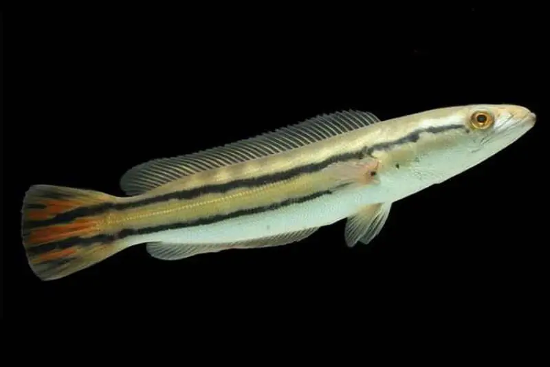 Cá Lóc Bông Thái (Trung)