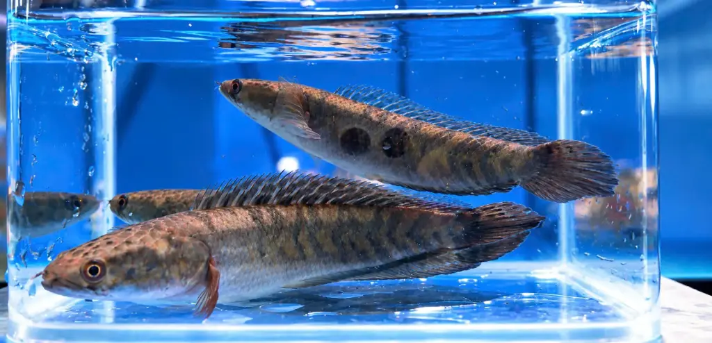 Cá Lóc Red Barito (6-7cm)