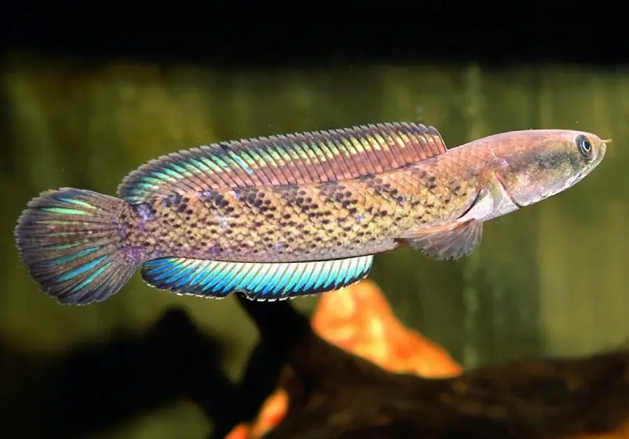 Cá Lóc Tiểu Hoàng Đế (6-7cm)