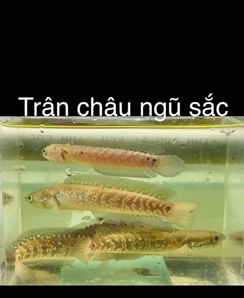 Cá Lóc Trân Châu Ngũ Sắc 