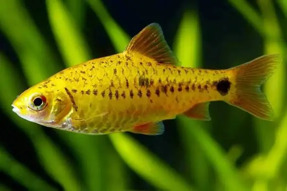 Cá Diếc Gold