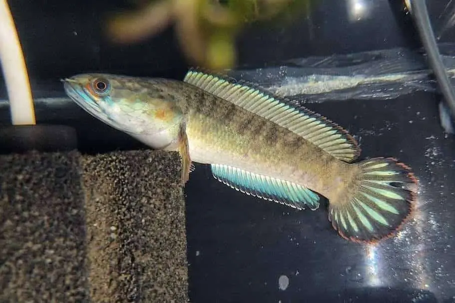 Cá Lóc Vây Xanh (Nhỏ)