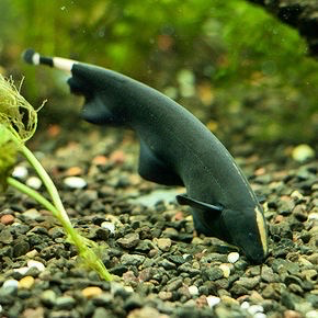 Cá Lông Gà-Lông Vũ