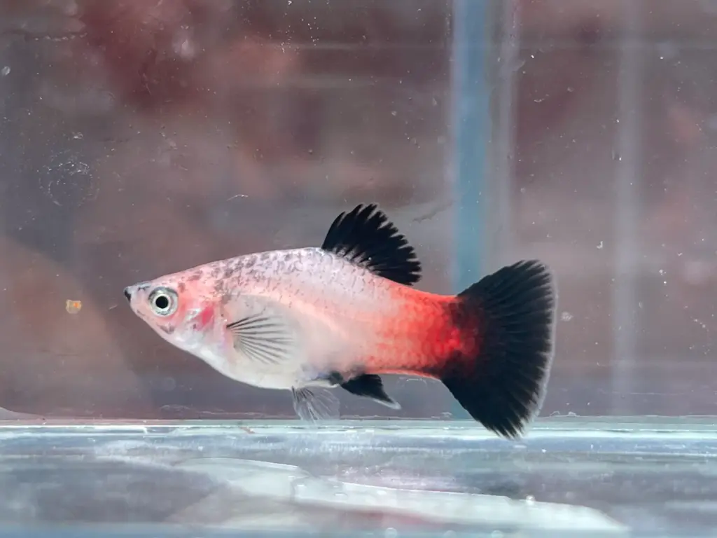 Cá Lựu Hòa Lan Sữa