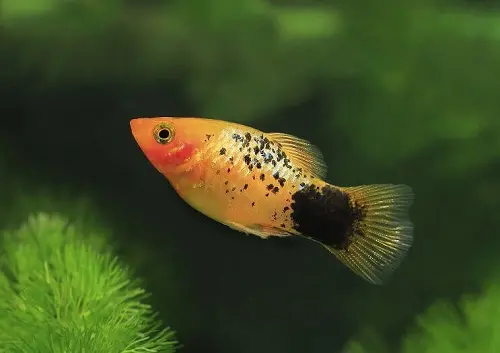 Cá Lựu Muối Tiêu