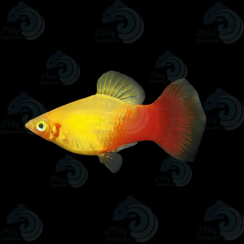 Cá Lựu Uyên Ương