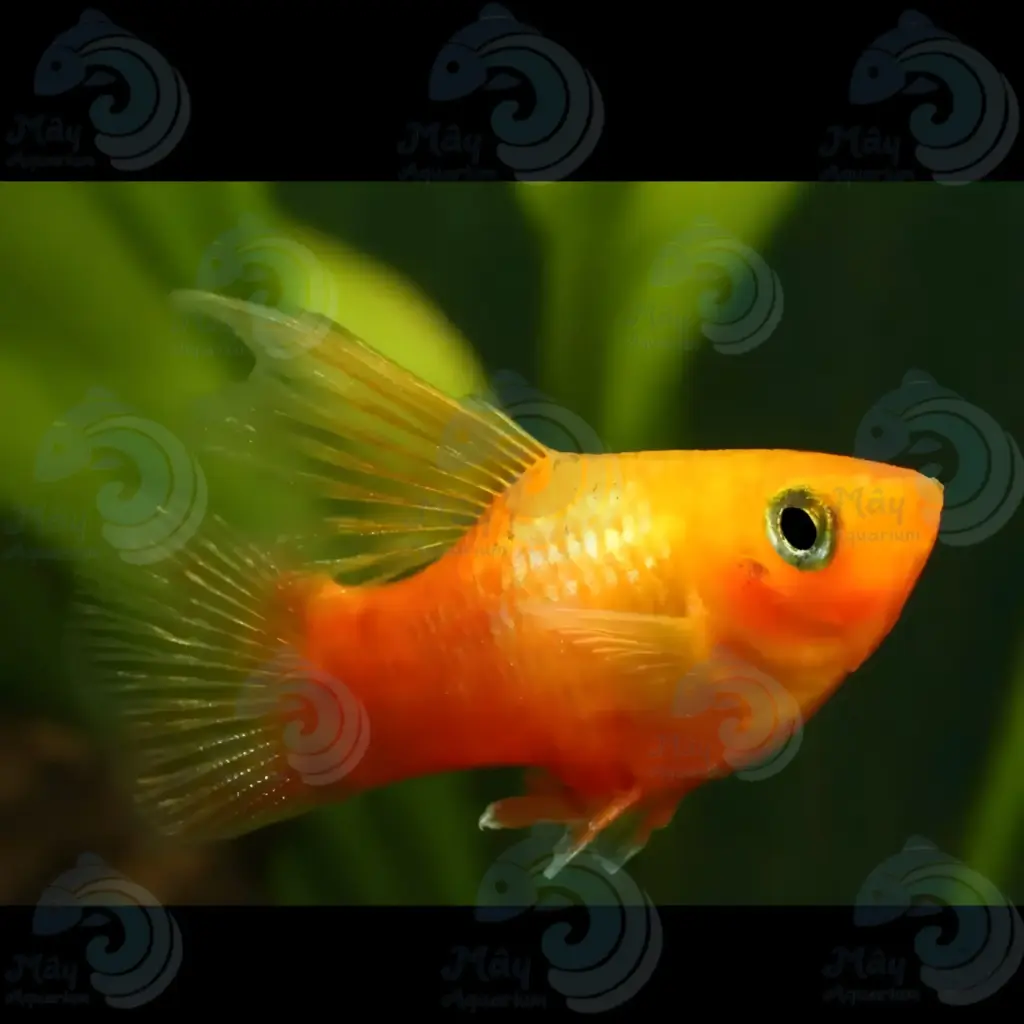 Cá Lựu Uyên Ương (Cờ)