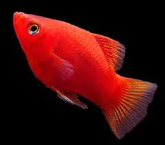 Cá Lựu Đỏ 
