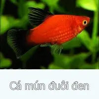 Cá Lựu Đỏ Đuôi Đen (Dài)