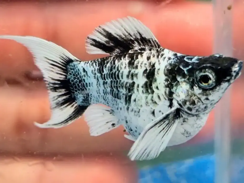 Cá Molly Ngựa Vằn (Short) 