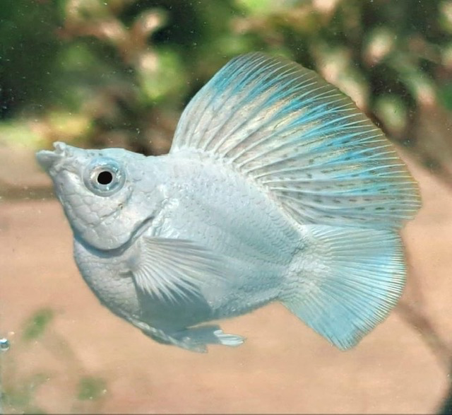 Cá Molly Platinum Short Tròn Mắt Đen