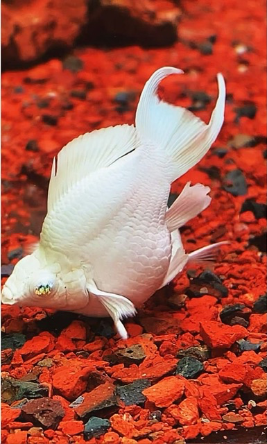 Cá Molly Platinum Short (đuôi Én)