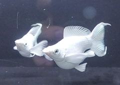 Cá Molly Platinum Short Én (cối)