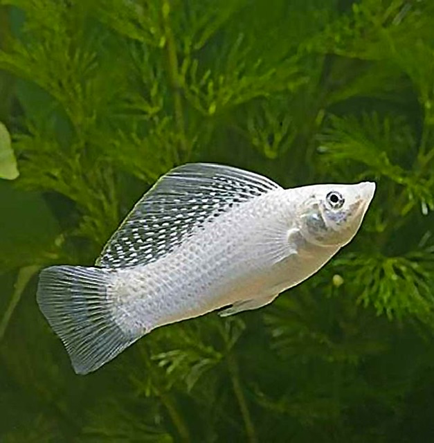 Cá Molly Trắng Dài (đuôi tròn)
