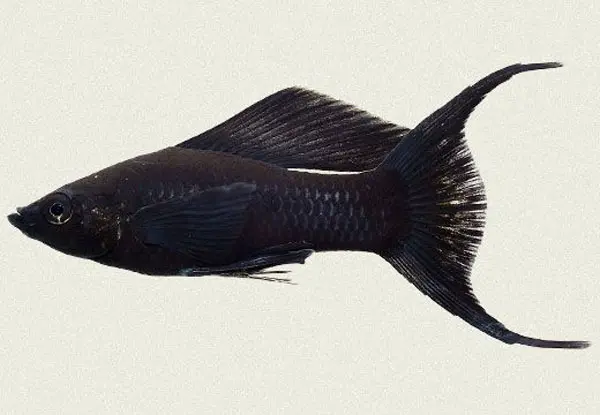 Cá Molly Đen 