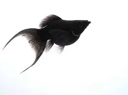 Cá Molly Đen Short (đuôi én)