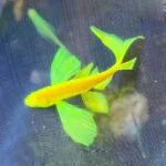 Cá Ngựa Cánh Tiên Cam Carot