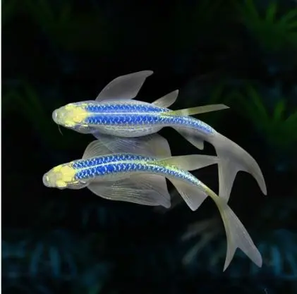 Cá Ngựa Cánh Tiên Tím