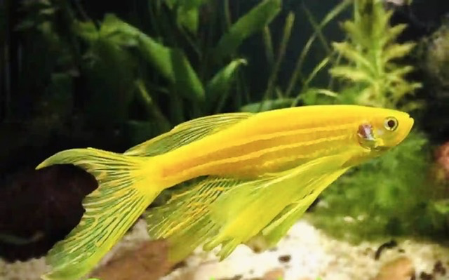 Cá Ngựa Cánh Tiên VÀNG