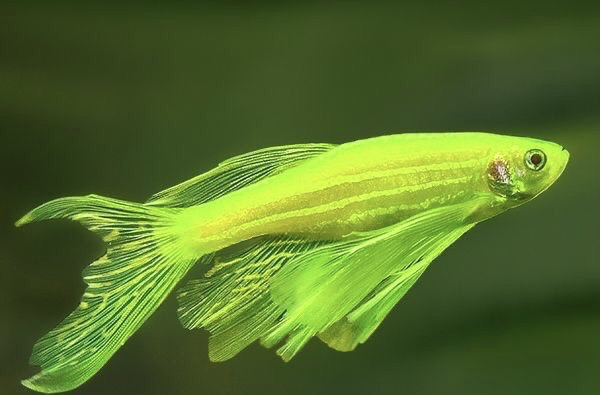 Cá Ngựa Cánh Tiên XANH