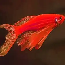 Cá Ngựa Cánh Tiên ĐỎ