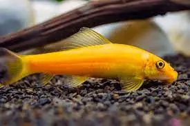 Cá Nô Lệ Vàng