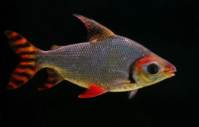 Cá Phi Phụng (Lớn)