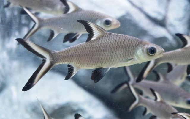 Cá Phi Tiễn (Lớn)