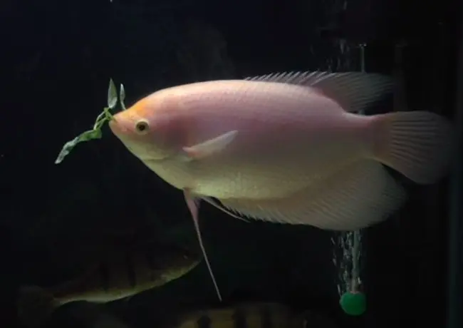 Cá Phát Tài (Lớn)