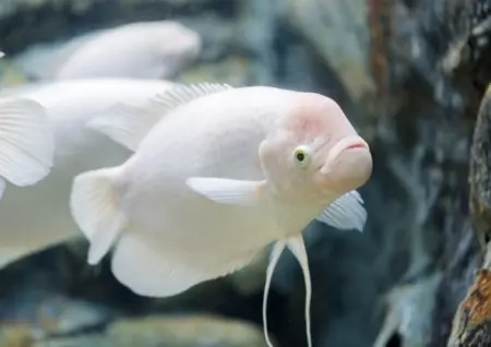 Cá Phát Tài (Đại)