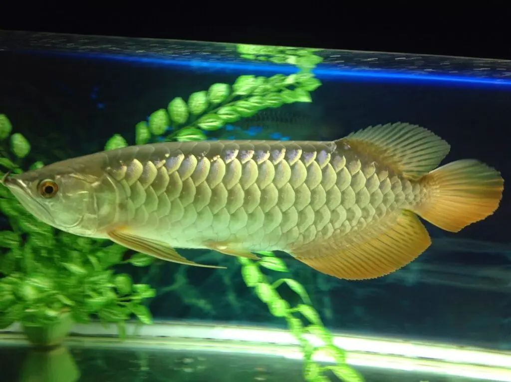 Cá Rồng Bối 24k (20cm) Cross Back Golden 24k