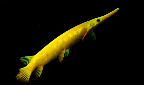 Cá Sấu AB 30cm