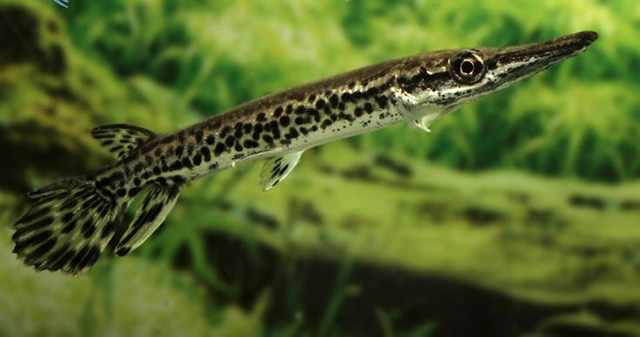 Cá Sấu Hỏa Tiễn Đen (Nhỏ 10-15cm)