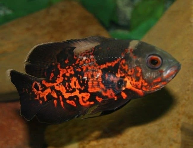 Cá TTCP Đen (Nhỏ)
