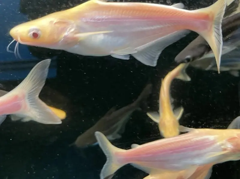 Cá Tra Trắng - Mập Trắng