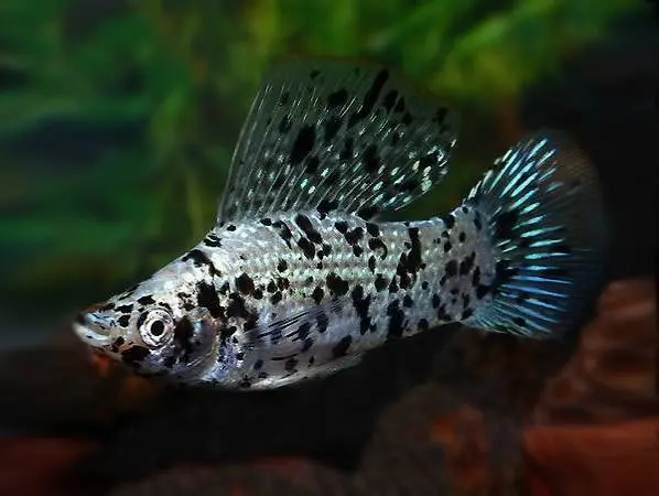 Cá Trân Châu (Cối)