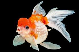 Cá Vàng Ngọc Trai