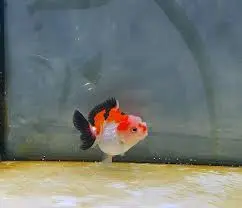 Cá Vàng Oranda Tricolor (Mini)