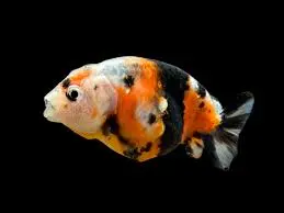 Cá Vàng Ranchu Calico (Mini)