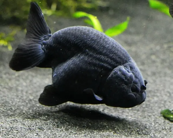 Cá Vàng Ranchu Đen (Nhỏ)