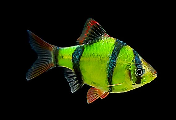 Cá Xecan Dạ Quang Xanh