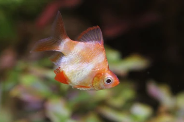 Cá Xecan Sọc Vàng Short