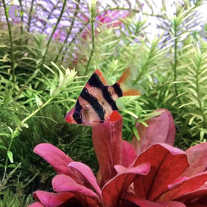 Cá Xecan Sọc Đen Short