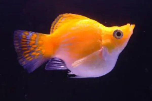 Cá Én Vàng Short (đuôi tròn)