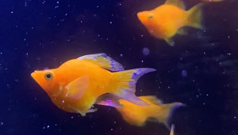 Cá Én Vàng Short (đuôi én)